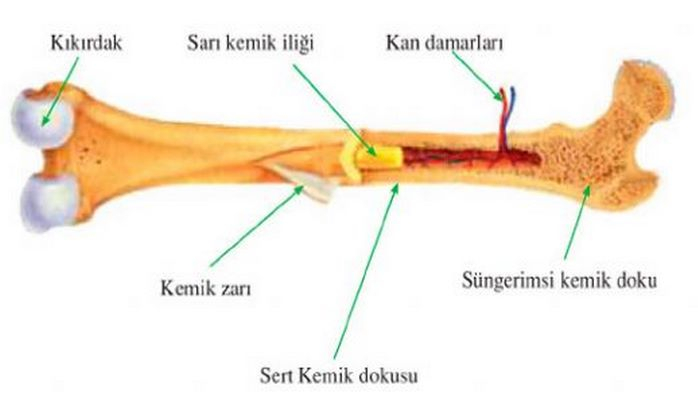 Kemik iliği