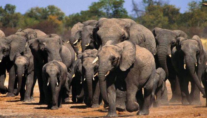 В Индии слоны устроили похороны мертвому детенышу