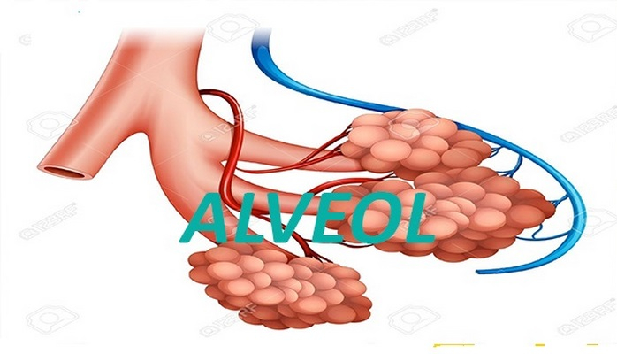 Alveoller