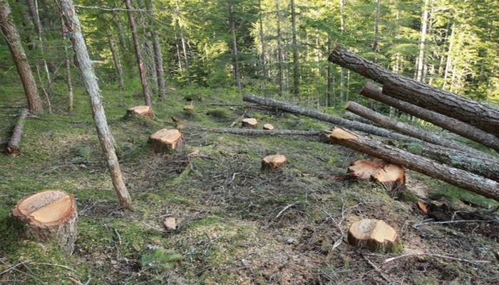 Qusarda meşəlik ərazidə ağacların kəsilməsi ilə bağlı - Rəsmi açıqlama