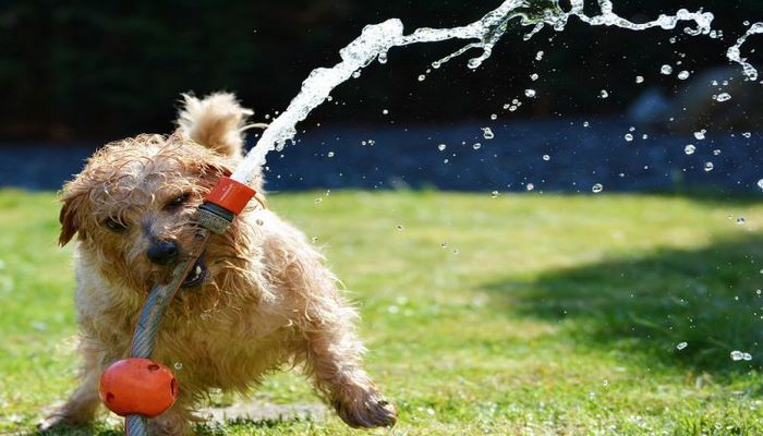Как правильно ухаживать за собакой летом: советы эксперта