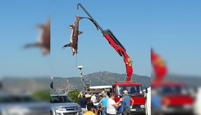 Balıkçıların ağına 400 kiloluk iki köpek balığı takıldı