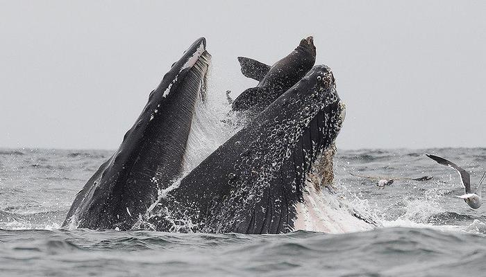 Морской лев в пасти кита. Фото, которое удается раз в жизни