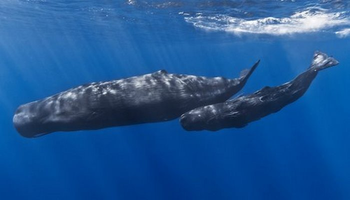 Экологи обнаружили двух  вымирающих детеныша северного гладкого кита