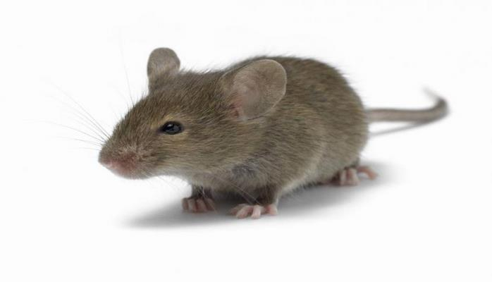 Ученые случайно вывели мышей с необычайно короткими и длинными хвостами