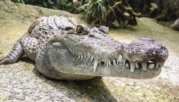 Нарушившего карантин жителя съел крокодил
