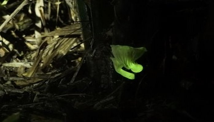 Ученые выяснили, как светятся грибы. И создали светящиеся дрожжи