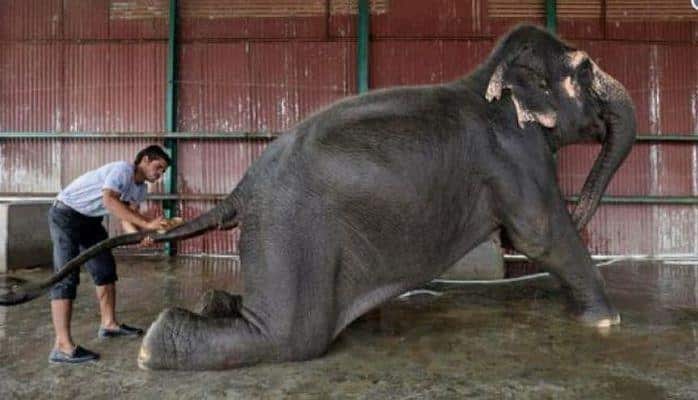 В Индии открылся дом престарелых для слонов