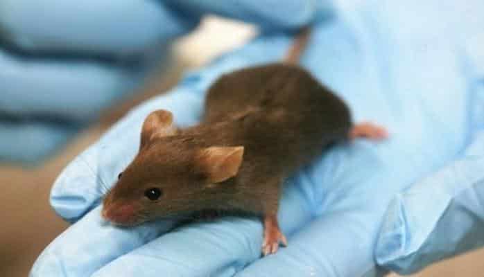 Грибок способен вызывать у мышей инфекцию мозга