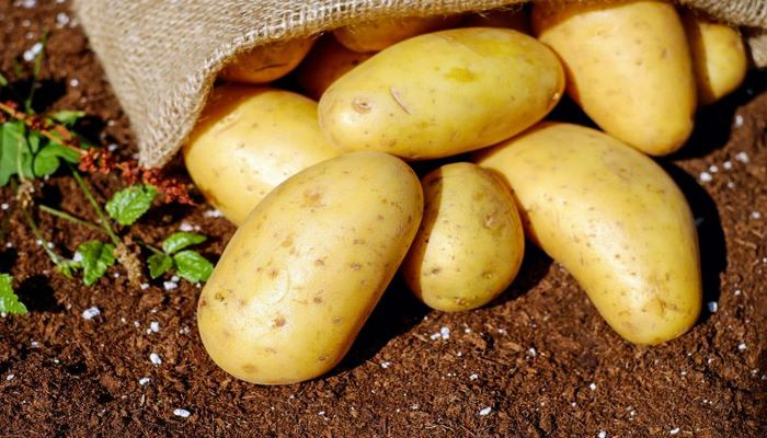 8 правил, как нужно ухаживать за картошкой, чтобы получить богатый урожай