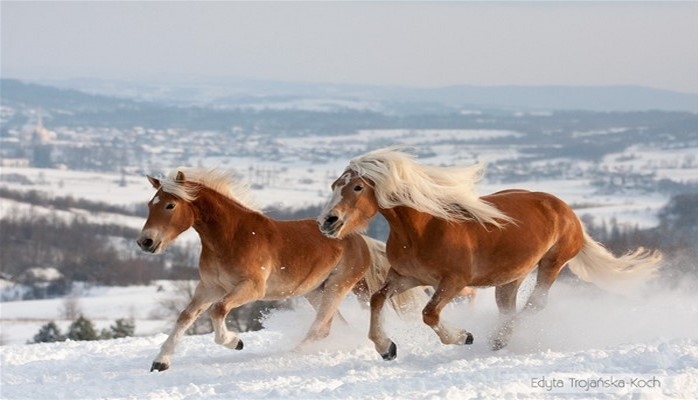 Dünyanın ən bahalı və yaraşıqlı atları