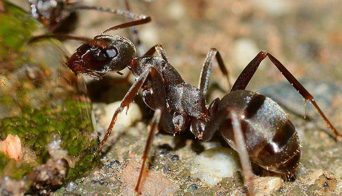 Ученые выяснили, как муравьи влияют на изменение климата