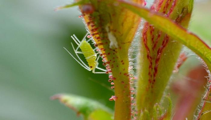 Обнаружена взаимосвязь между заражающими растения вирусами и насекомыми