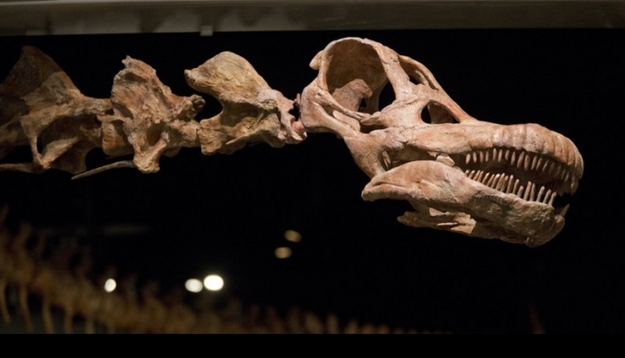 Yerdə ən böyük dinozavrın ölçüsü nə qədər olub?