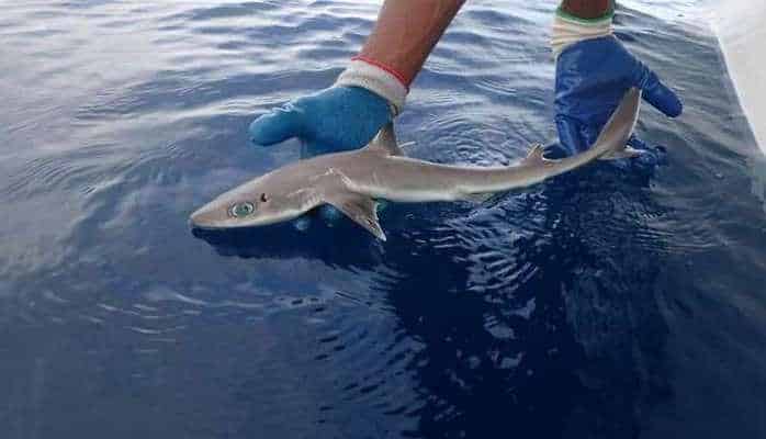 Yeni bir köpək balığı növü kəşf edildi
