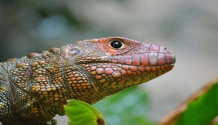 Ученые составили список самых странных рептилий в мире