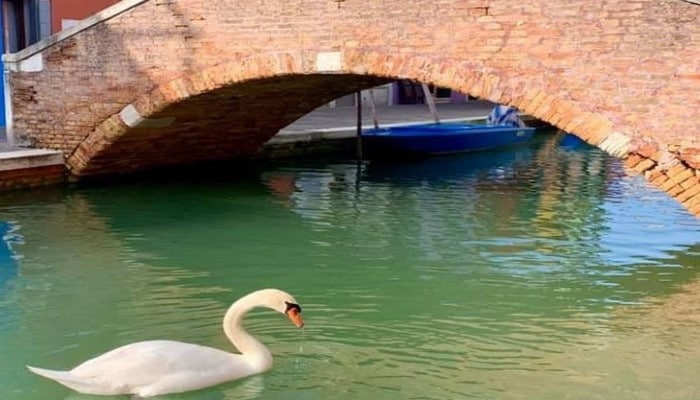 Venesiyada kanallarda su koronavirus səbəbiylə təmizlənib