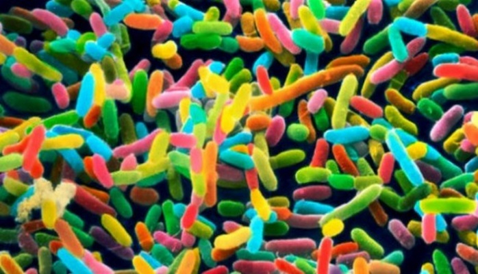 İnsan orqanizmində əvvəllər məlum olmayan bakteriyalar tapıldı