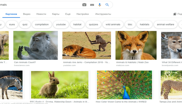 Google спроецировал в 3D животных из поиска по картинкам