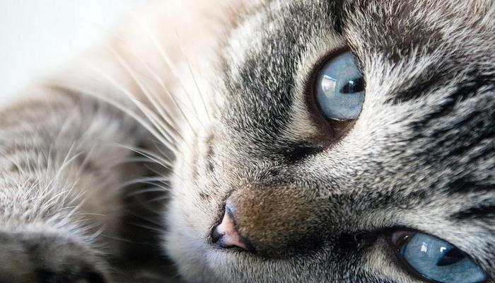 Швейцарские специалисты предложили неожиданную стратегию борьбы с аллергией на кошек