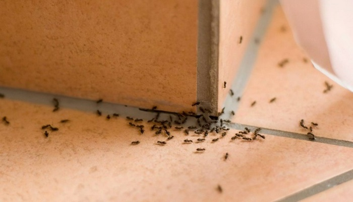 Evde karıncalardan kurtulmak için tarçın kesin çözüm!