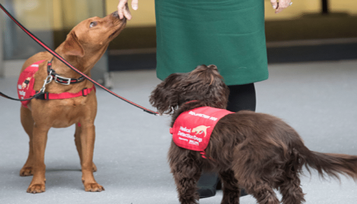 В Великобритании собак научат вынюхивать больных коронавирусом