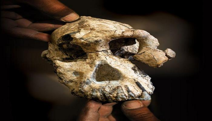 Череп из Эфиопии меняет представление о предках человека