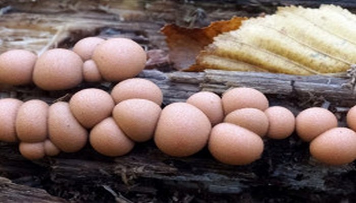 Биотехнолог: гриб ликогала древесинная может прорастать в человеческом организме