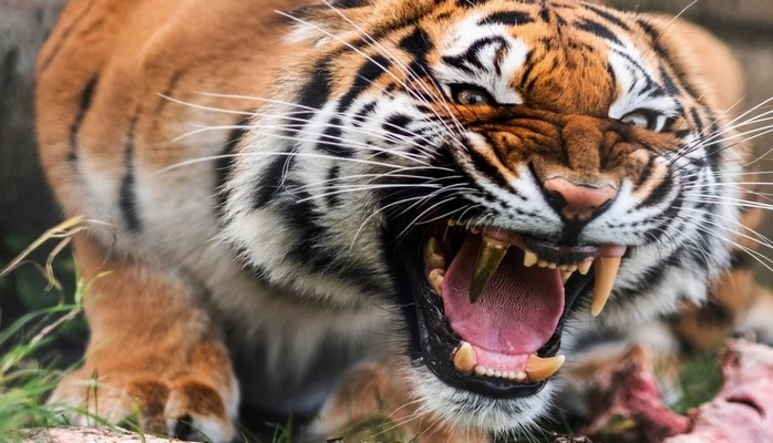 Тигрица щеголяет золотым зубом