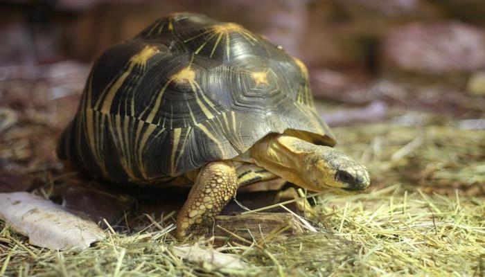 Ученые: Черепахи преодолевают сотни километров благодаря специальным сигналам