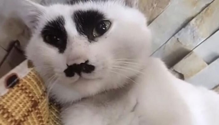 Çin’deki ‘üzgün kedi’ sosyal medyada ilgi odağı oldu