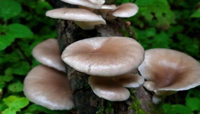 Ученые выяснили, как грибы влияют на развитие рака