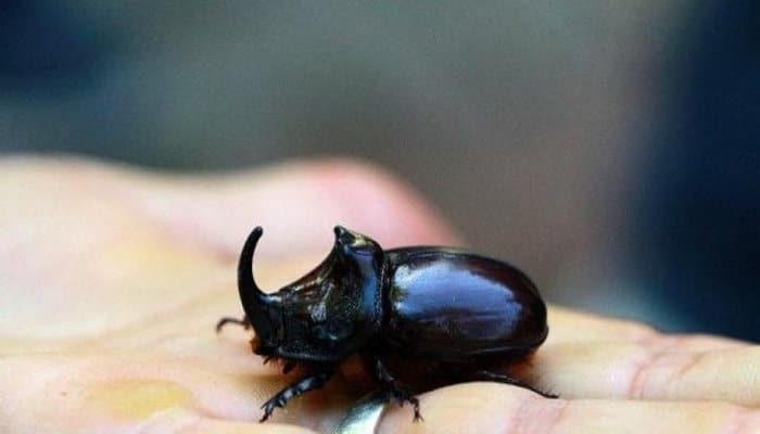 Bingöl'de 'gergedan böceği' bulundu