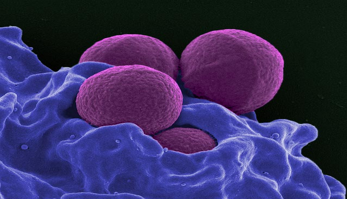 Вирус помогает бактерии спрятаться от иммунитета