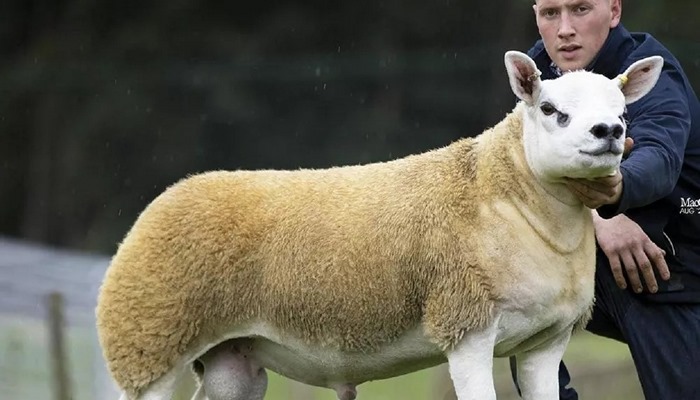 Dünyanın en pahalı koyunu İskoçya'da satıldı