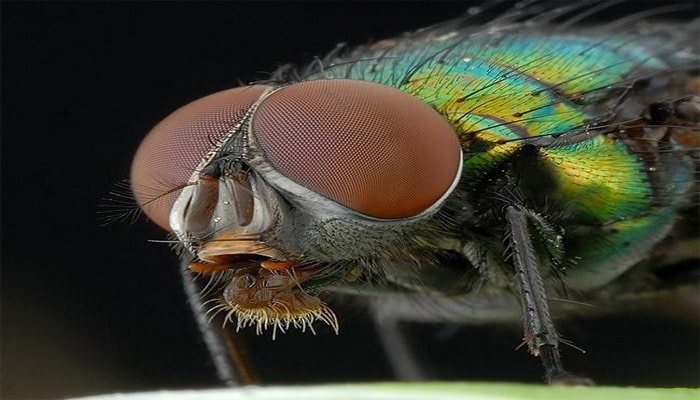 Böceklerin Dünyayı Şekillendirdiğinin 10 Kanıtı