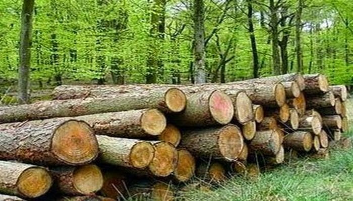Минэкологии Азербайджана наказало лицо, перевозившее незаконно добытые лесные материалы
