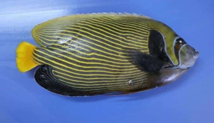 Türkiyə dənizlərində ilk dəfə görülən balığa "Fənərbağça" adı verilib