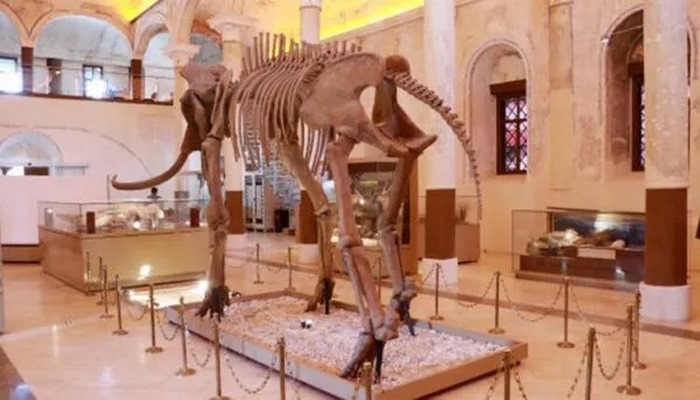 İki milyon yıllık fosiller bu müzede sergileniyor