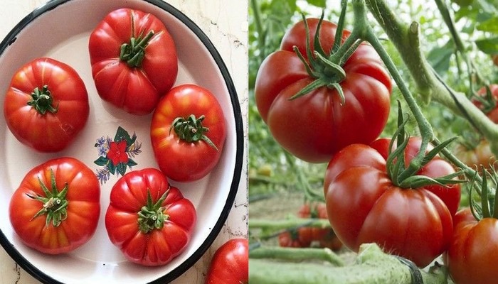 Kainat eczanesinden domates: Kanserle savaşır, kalbe iyi gelir