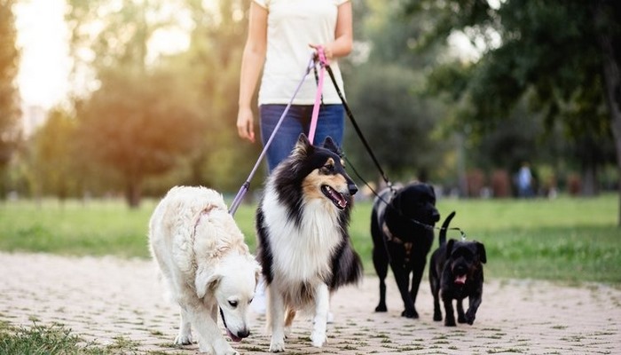 Köpek cinsleri nelerdir? Küçük, büyük, cins ve süs köpeği cinsleri ve özellikleri