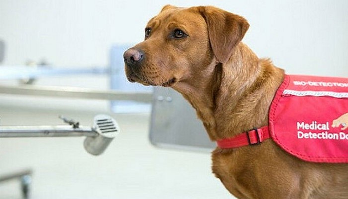 Köpekler saniyeler içerisinde virüslü hastayı tespit ediyor