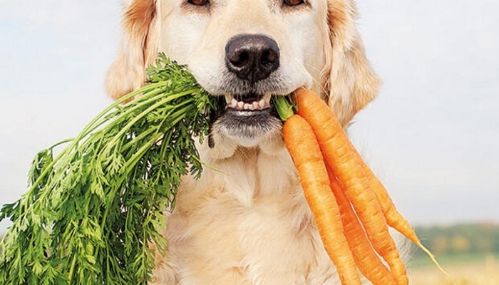 Köpekler vegan olabilir mi