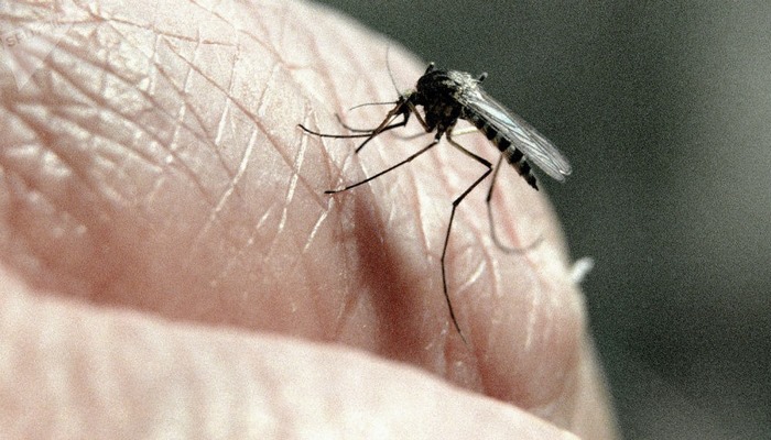 Могут ли комары стать переносчиками коронавируса? В Тбилиси нашли ответ