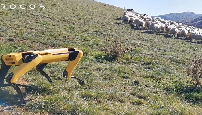 На ферме в Новой Зеландии выпас стада доверили роботу.