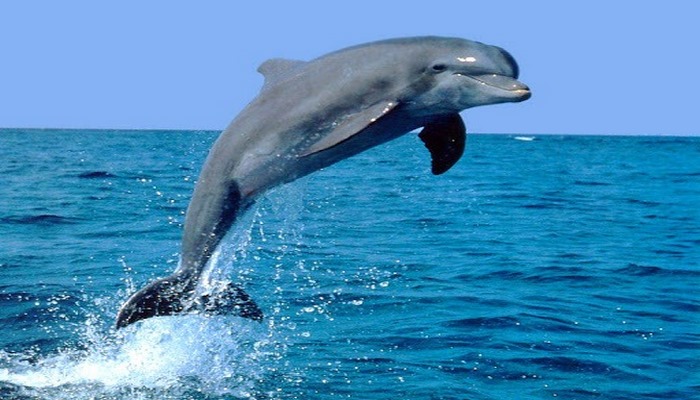 На пляже в Баку появились дельфины?