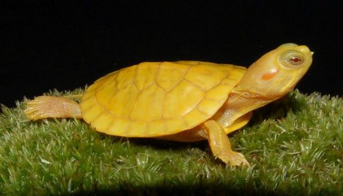 Найдена уникальная особь желтой черепахи