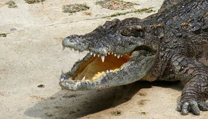 Пойман крокодил размером с автомобиль