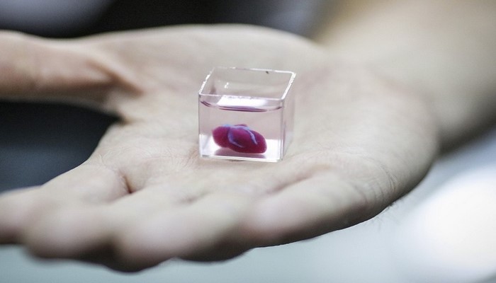 Ученые впервые вырастили живое микросердце